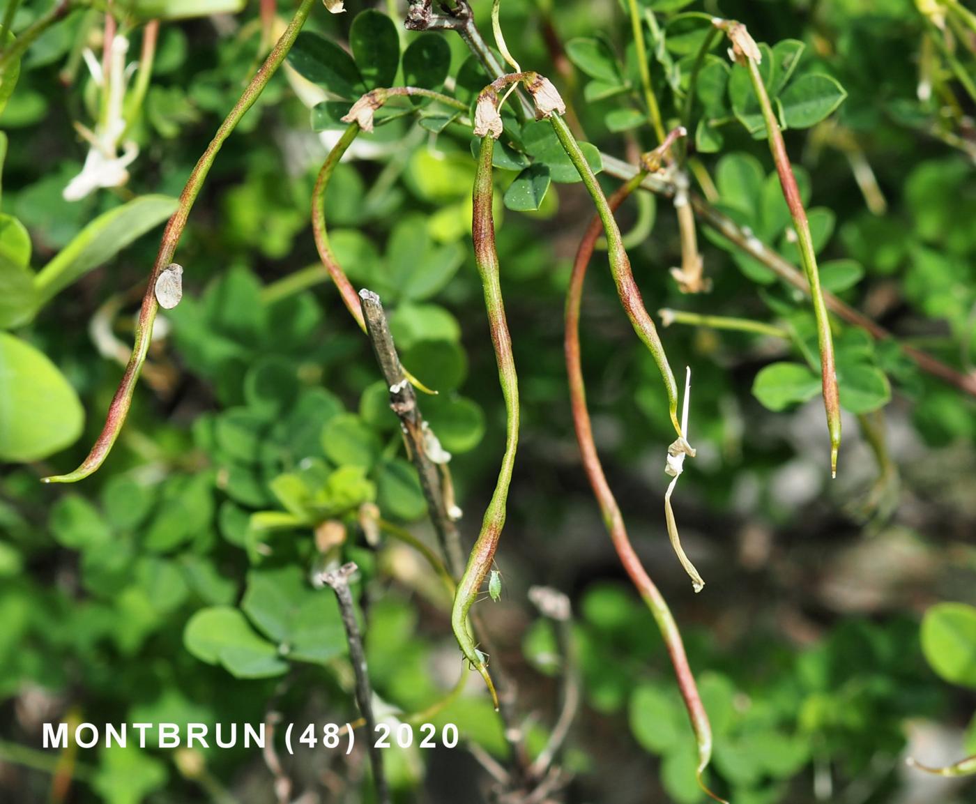 Scorpion Senna fruit